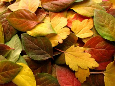 Resultado de imagem para cores do outono